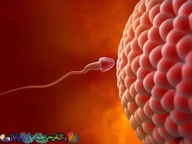 هفت روش برای افزایش اسپرم